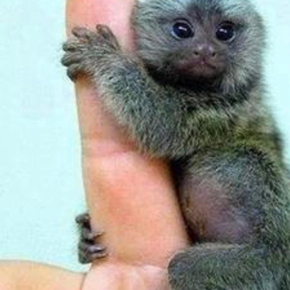 Meet your Posher, Joseph - Picture 3 of 6